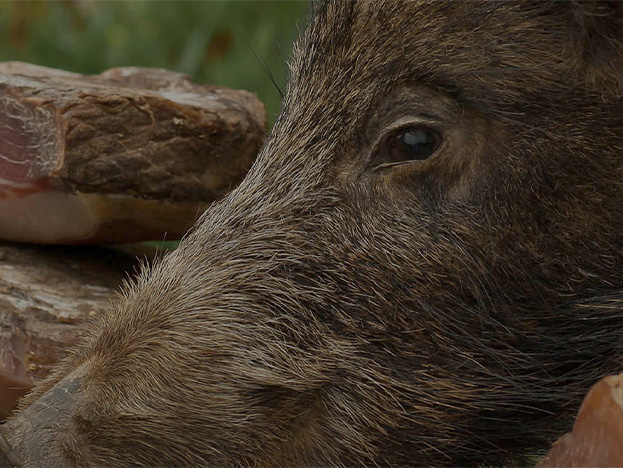 Gibier Picardie Venaison - Ou trouver nos produits